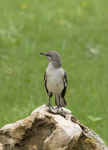 Northern Mockingbird 3638